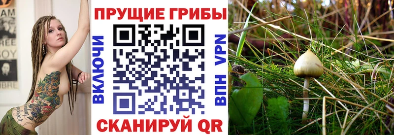 ссылка на мегу онион  Стрежевой  Псилоцибиновые грибы Cubensis 